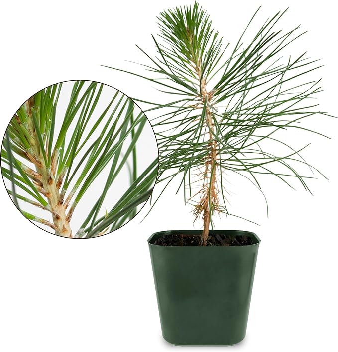 My Shelfie - Japanese Black Pine Bonsai Tree, 3-5-Inch Tall Bonsai Tree Live, Live Plants for Outdoor or Indoor Garden, Mini Tree in 2-Inch Pot (3)