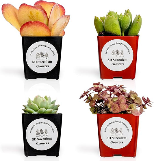 Live Succulents Plants Mystery Pack - Variety of Well Rooted Plants in 2 Inch Pots - Real, Small, Assorted Houseplants for Indoor, DIY, Home Decor, Wedding, or Birthday Gifts (4 Pack)