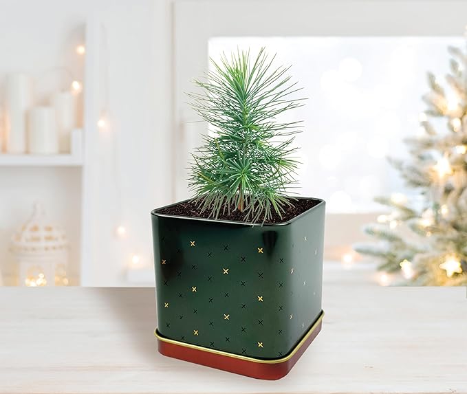 BUZZY Seeds Holiday Spruce Square Tin Grow Kit 2-Pack – Indoor Mini Spruce Tree Starter Kit for Plant Lovers – DIY Gardening, Stocking Stuffers, Party Favors, and Classroom Projects