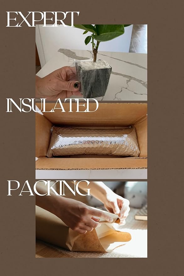 Dwarf Olive Tree Starter Plant, 2 Inch Pot, Indoor Outdoor Bonsai (5)