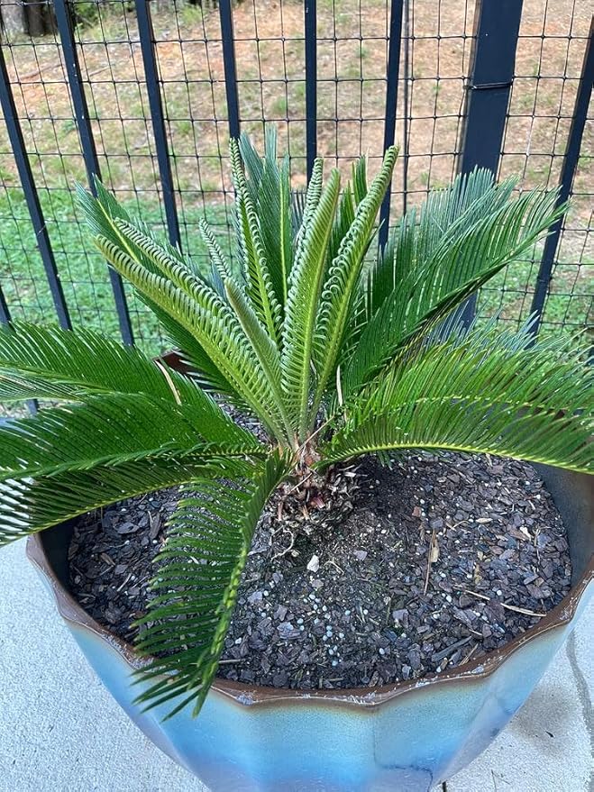 GARDENERA SOGO Palm Plant Potting Soil - Enhance Beauty and Health with Professional Grade Nutrient-Rich Mix - 3 Quart