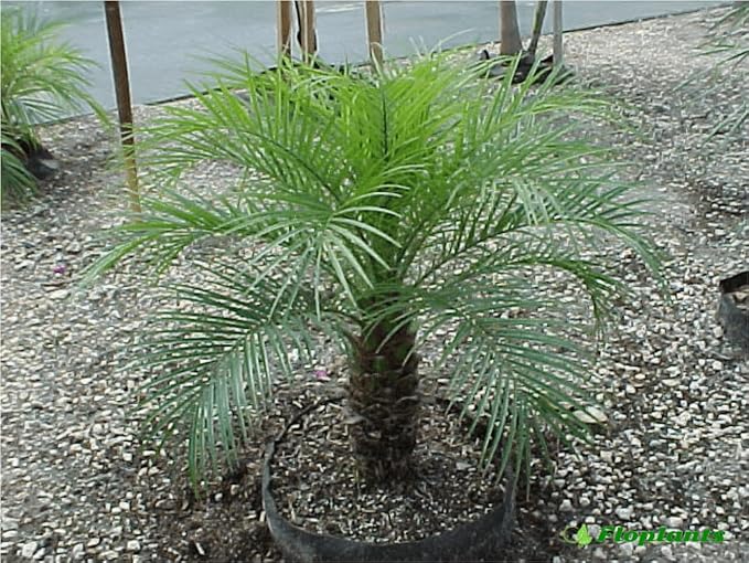 Dwarf Date Palm Seeds – Slow-Growing Perennial Palm (Phoenix roebelenii) | Indoor/Outdoor Ornamental, Non-GMO, Tropical Landscape Plant