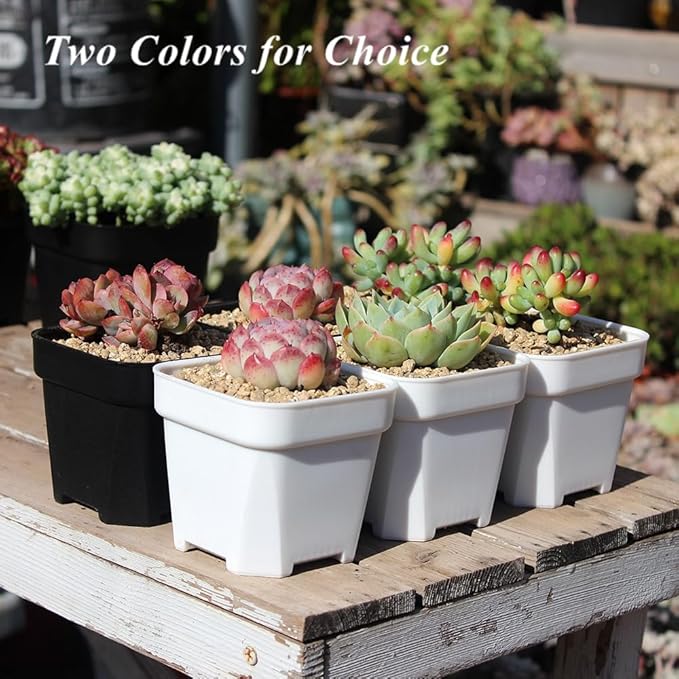 BangQiao 40 Pack 3.65 Inch White Plastic Square Nursery Seedlings Pot for Succulent, Cutting, Transplanting