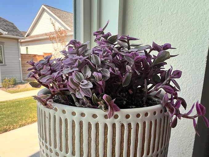 Sprout N Green Rare Succulent Callisia repens 'Pink Lady', 1 Live Succulent Plant Fully Rooted, House Plant for Indoor Outdoor Home Office Wedding Decoration DIY Project Party Favor