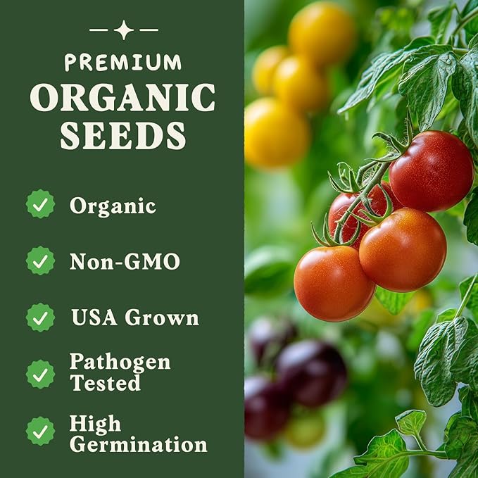 Seedboy Organic Rainbow Beefsteak Tomato Seeds for Planting Indoor and Outdoor, Non-GMO and USDA Certified Vegetable Seed Packet for Hydroponic Garden Indoor or Planting Outdoors (Beefsteak Tomato)