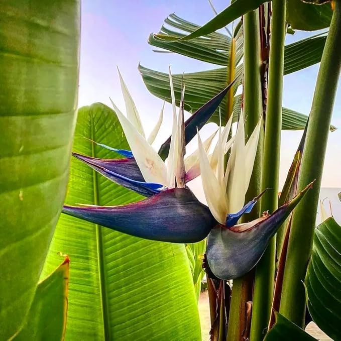 Bird of Paradise - White - Strelitzia Nicholai. (4 White BoP in Sac)