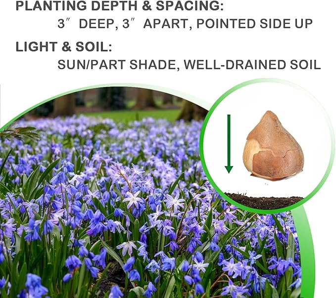 Glory of The Snow Flower Bulbs โ 15 Chionodoxa Bulbs | Purple, Blue & White Star-Shaped Blooms | Early Spring Perennials for Fall Planting | Easy to Grow โ Zones 3โ8 โ Great Garden Gift