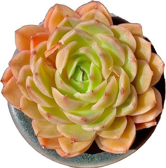 Echeveria Onslow Rare Live Succulent Plants, Orange 1 Head 2.5" Live Plant, Package Without Pot & Soil, Garden Indoor Office Desk, Wedding Party Baby Shower Decoration, Friend Plant Lovers Gifts