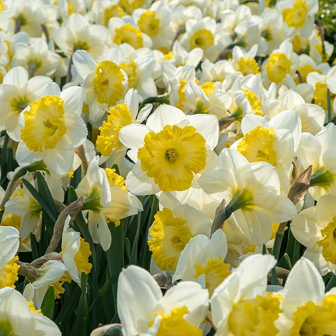White Lion Daffodil Flowers- 5 Bulbs - Large Narcissus Blooms Crisp White Petals and Ruffled, Bi-Colored Yellow Centers - Spring Blooming Easy Growing Garden Perennials | Attracts Bees & Butterflies