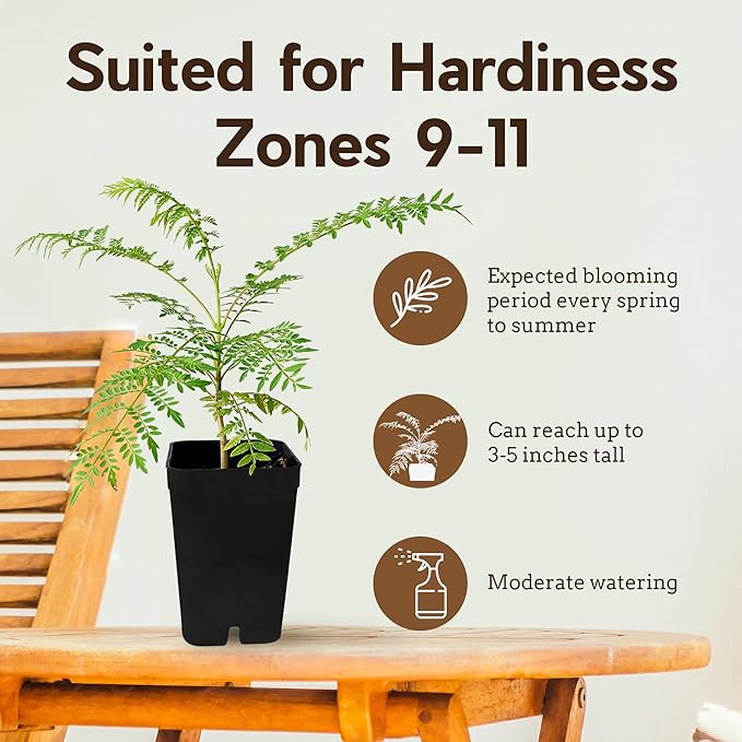 My Shelfie - Mini Jacaranda Tree, 3-4 Inch Tall Bonsai Tree in 2-Inch Pot, Trees Live Plants Outdoor Hardiness Zones 9-11, Bonsai Tree Live with Purple Flowers