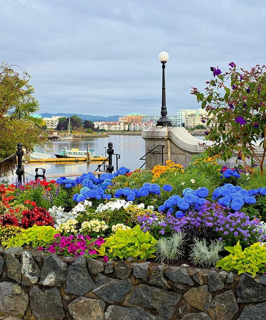 Amazing Rock Garden Flower Collection- 55 Bulbs - Featuring 4 Varieties of Flowers - Beautiful Mix of Pinks, Purples, Whites and Blues - Attracts Butterflies, Bees & Hummingbirds