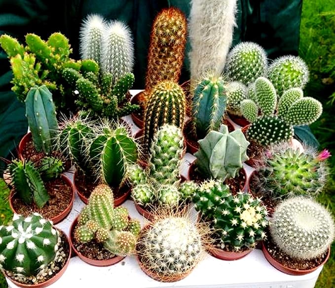 Cactus Seed Mix 50+ Assorted Cacti Seeds for Planting Indoors and Outdoors Different Varieties