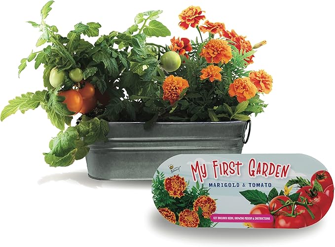 Buzzy Seeds My First Garden Kids Windowsill Grow Kit, Tomato and Marigold Seeds, Indoor Gardening Starter Set for Beginners, Fun DIY Planting Project Gift, New Home Present