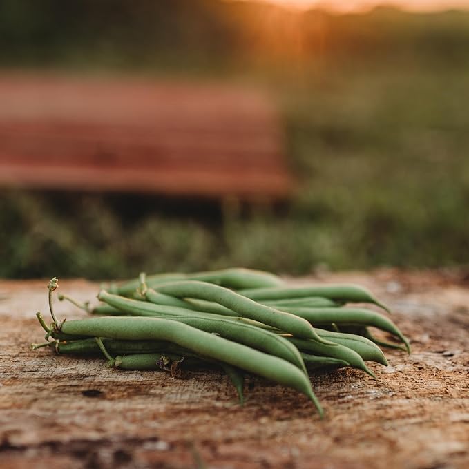 Provider Bush Green Bean - 4oz Bulk (~400 Seeds) - Heirloom & Open-Pollinated Variety, USA-Grown, Non-GMO Green Bean Seeds for Planting Outdoors in Containers or The Home Garden, Thresh Seed Company