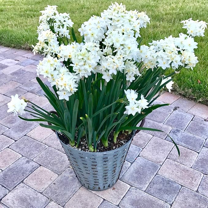 Easy to Grow Narcissus Paperwhite 'Ariel' Plant Bulbs (10 Pack) - Large Flower Bulbs for Indoor Forcing at Home, Fragrant Holiday Blooms