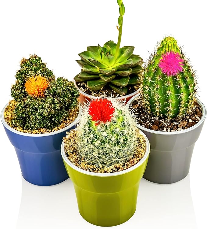 Gardenera Professional Succulent Soil Premium All Purpose Blend | Pre-Mixed Ready to Use for Cactus and Succulents | Sphagnum Peat Moss, Perlite, New Zealand Pine Bark - Made in USA - 4 Quart