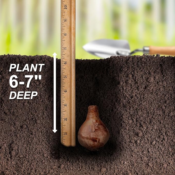 Garden State Bulb Narcissus Tahiti Double Daffodil Flower Bulbs, 16/18cm, Fall Planting (Bag of 25)