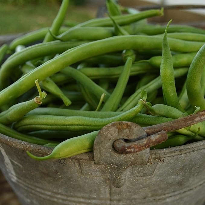 Jade Bush Green Bean - 4oz Bulk (~400 Seeds) - Heirloom Snap Variety, USA-Grown, Non-GMO Green Bean Seeds for Planting Outdoors in Containers or The Home Garden, Thresh Seed Company