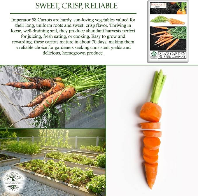 Imperator 58 Carrot Seeds (Daucus carota) โ 500+ Non-GMO & Heirloom Seeds, Long and Sweet Carrots for Juicing, Fresh Eating, and Cooking, by Islaโs Garden Seeds, Great Gardening Gift