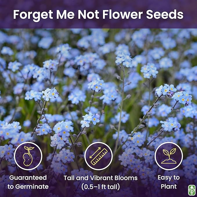Forget Me Not Seeds - 5000 Flower Seeds - Perennial Ground Cover Seed for Tulips and Other Bulbs - Bulk Flowering Ground Cover - Grown in The USA