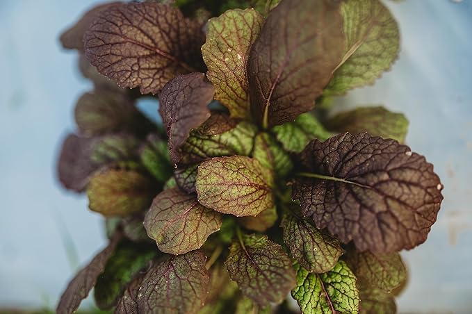 Red Giant Mustard - 500 Seeds - Japanese Heirloom, Great for Containers, Non-GMO Purple Mustard Seeds for Planting, Grow Your Own Salad Greens Indoors or Outdoors, Thresh Seed Company