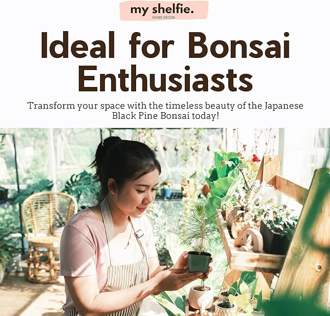 My Shelfie - Japanese Black Pine Bonsai Tree, 3-5-Inch Tall Bonsai Tree Live, Live Plants for Outdoor or Indoor Garden, Mini Tree in 2-Inch Pot (2)