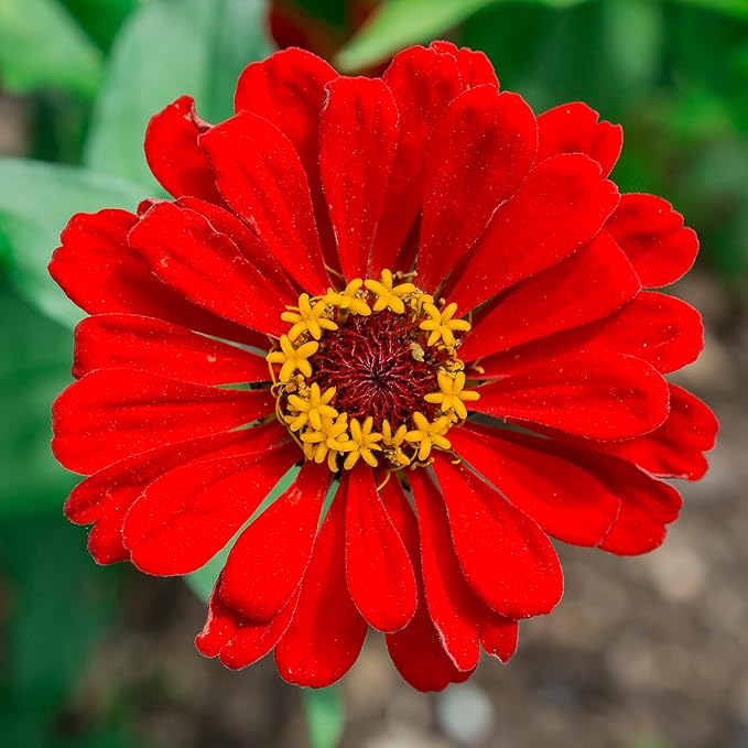 Back to The Roots 100% Organic Heirloom Seeds - Zinnia Flowers Value Pack (420mg Total)