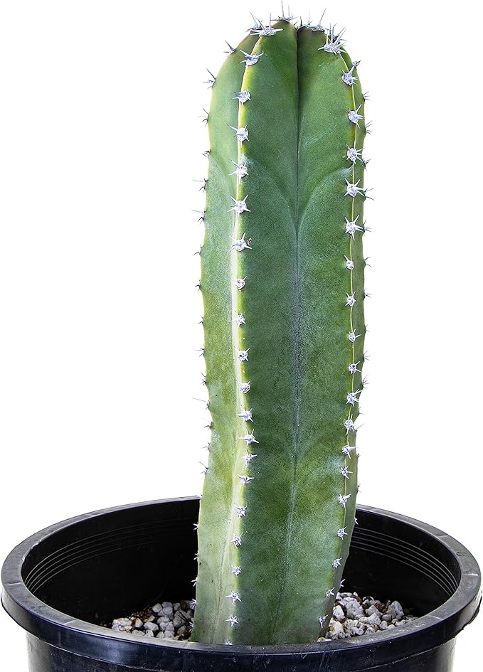 Cactus Outlet - Senita Live Cactus, Cactus Plants Live, Live Plants Indoor & Outdoor Use 12”-18”