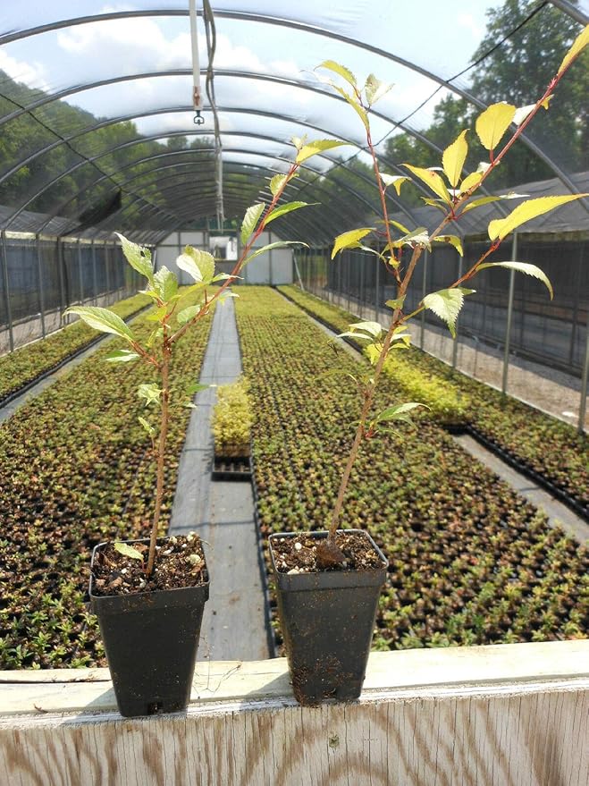 2 Kwanzan Cherry Blossom Tree Live Plants (6''-10'' Tall)- Japanese Cherry Blossom for Gardening - Not Ship CA