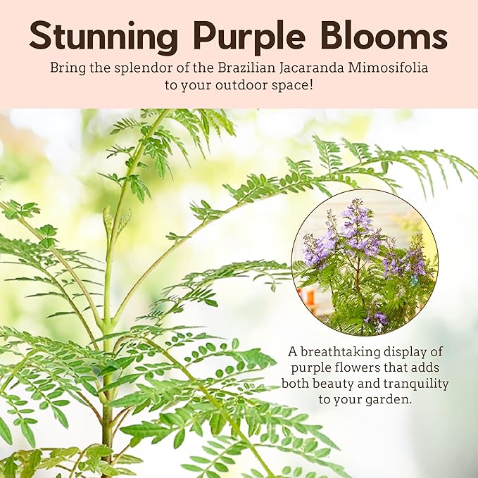 My Shelfie - Mini Jacaranda Tree, 3-4 Inch Tall Bonsai Tree in 2-Inch Pot, Trees Live Plants Outdoor Hardiness Zones 9-11, Bonsai Tree Live with Purple Flowers