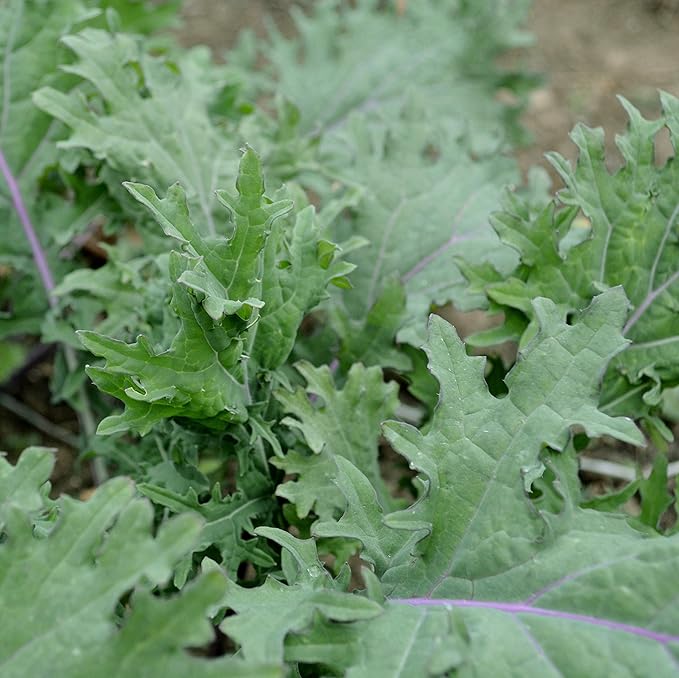 Red Russian Kale - 100 Seeds - Heirloom & Open-Pollinated Variety, Non-GMO Vegetable & Leafy Greens Seeds for Planting Indoors/Outdoors in Containers/Aerogarden/Home Garden, Thresh Seed Company