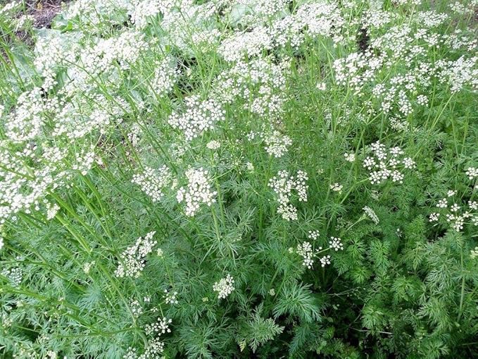 25+ Cumin Seeds, Non-GMO, Delicious Seeds, Great On Any Dish!