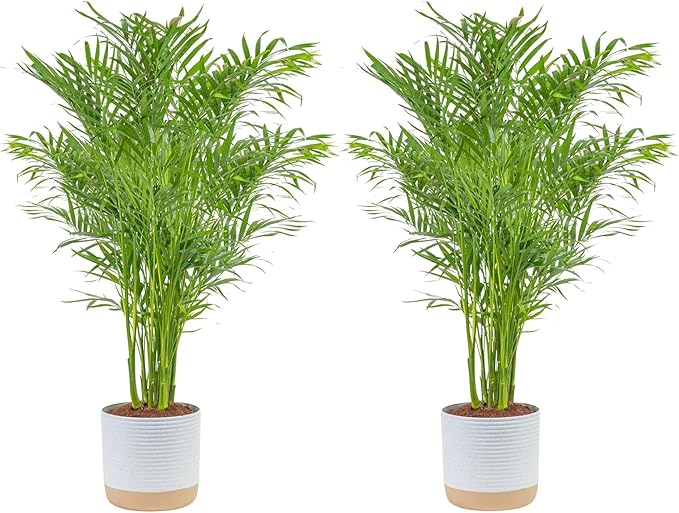 Costa Farms Cat Palm (2-Pack), Live Plants Houseplants in Decor Pots, Real Floor House Plant in Potting Soil, Housewarming Gift for New Home, Living Room, Office, Patio Palm Tree Decor, 3-4 Feet Tall