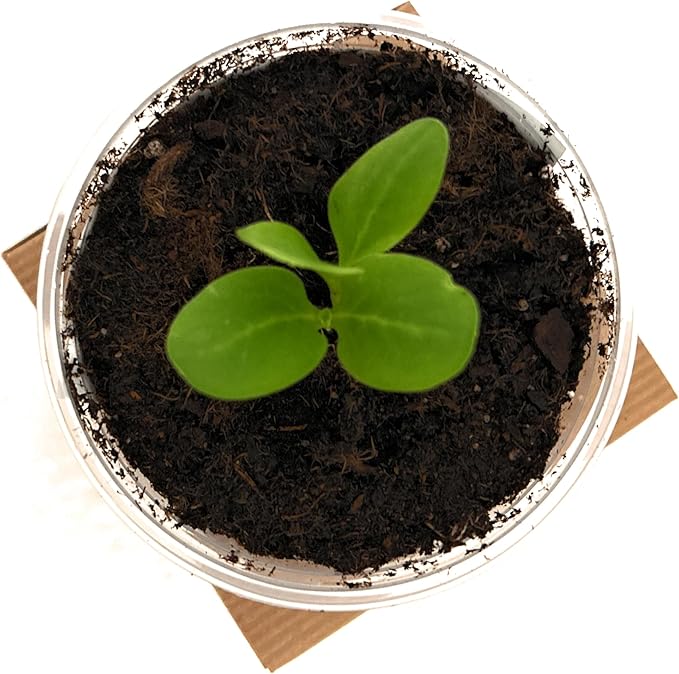 Tree Grow Kit | Easy to use | Educational | Memorial Gift | Plant It for The Planet | Grow Your Own Tree |Wide Selection to Choose from (Japanese Maple)