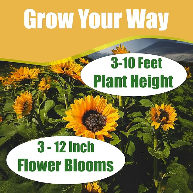 Park Seed Variety of Sunflower Plant Seeds, Easy to Grow, Perfect for Spring Garden, Tickseed, Pack of 75