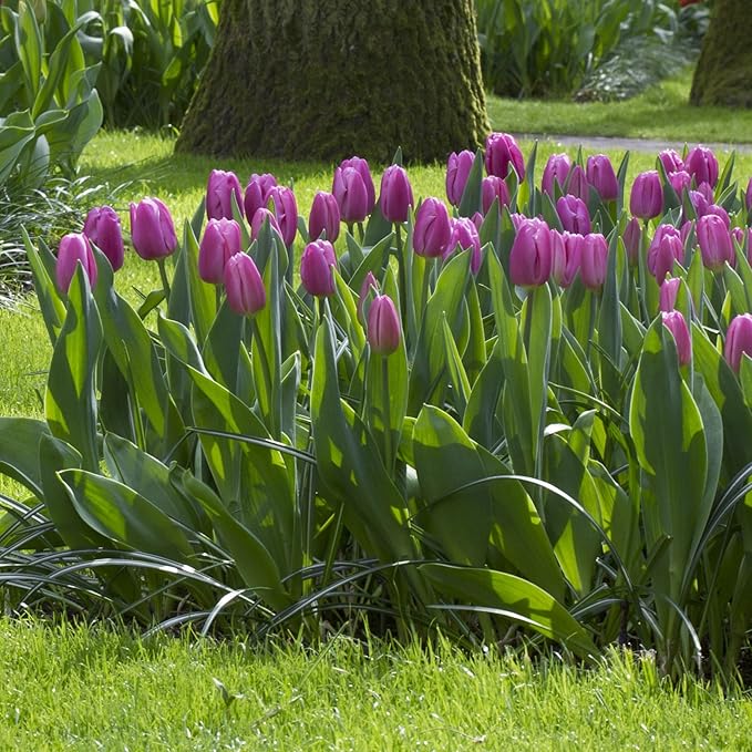 Lavender Purple Triumph Tulip Flowers – Gardener’s Favorite 10‑Bulbs| Pure & Variegated Lavender-Purple Spring Blooms | Sturdy Mid-Spring Perennials – Attracts Bees & Butterflies - USDA Zones 3–8