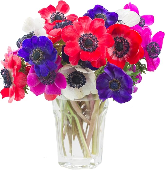 Lieutenant Anemone Flowers โ 30 Bulbs | Vibrant Pink, Red, Blue, Purple & White Spring Blooms | Ideal for Cut Flowers, Garden Beds & Containers โ Pollinator Friendly | Zones 3โ10