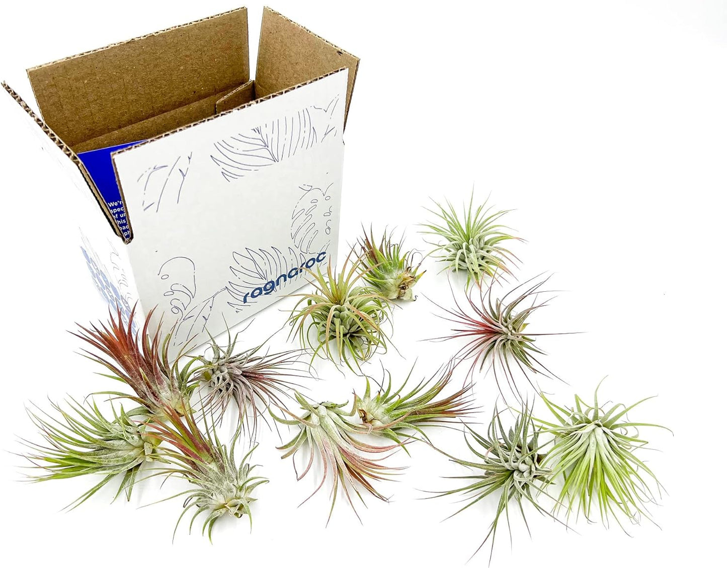 ragnaroc Air Plants - Tillandsia Ionantha Pack, Regular 1-3" - 12ct - Live Arrival Guaranteed - House Plants for Home Decor & Gift