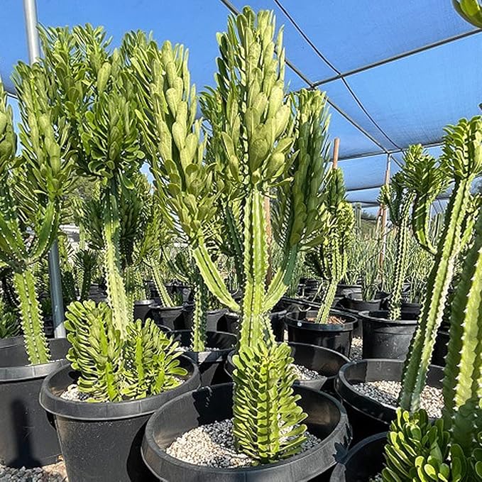 Cactus Outlet - Cactus Plants Live, Euphorbia Royaleana Live Cactus 18”-24" - Rare Large Live Cactus - Landscape Ready Large Cactus Plant Live Delivered Right to Your Door