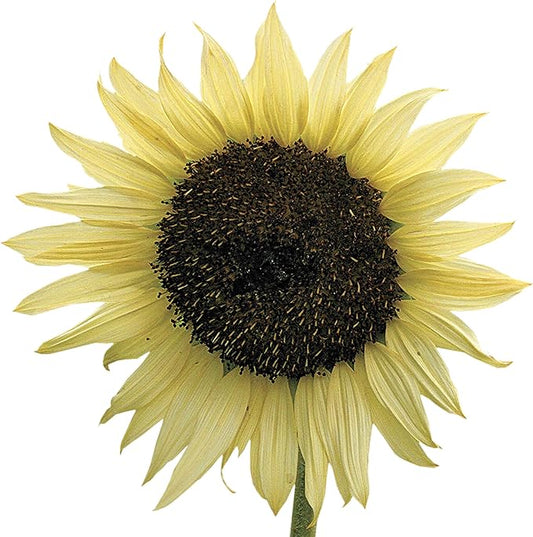 Park Seed Italian White Sunflower Seeds – Creamy White Petals with Chocolate Centers, 5–7 Ft Tall Well-Branched Variety for Cutting and Cottage Gardens, Pack of 50