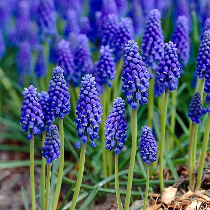 Garden State Bulb Muscari Grape Hyacinth Flower Bulbs, 8/9cm, Fall Planting (Bag of 50)