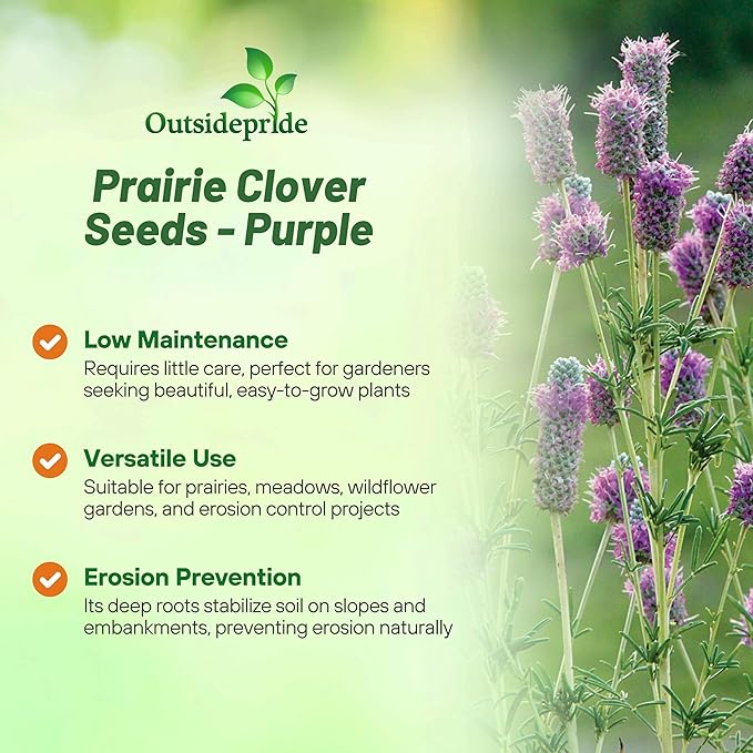 Outsidepride Purple Prairie Clover Seeds - 5 lb. Perennial Seeds for Planting, Easy to Grow, Drought & Heat Tolerant, High Protein Forage for Livestock, Ideal for Meadow Gardens, & Xeriscaping