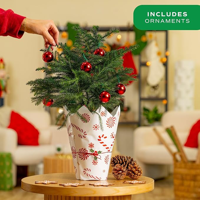 Costa Farms Live Christmas Tree (Pack of 2), Norfolk Island Pine in Holiday Gifting Wrap Plant Pot, Houseplant Christmas Decoration, Christmas Gift or Room Decor, 18-20 Inches Tall