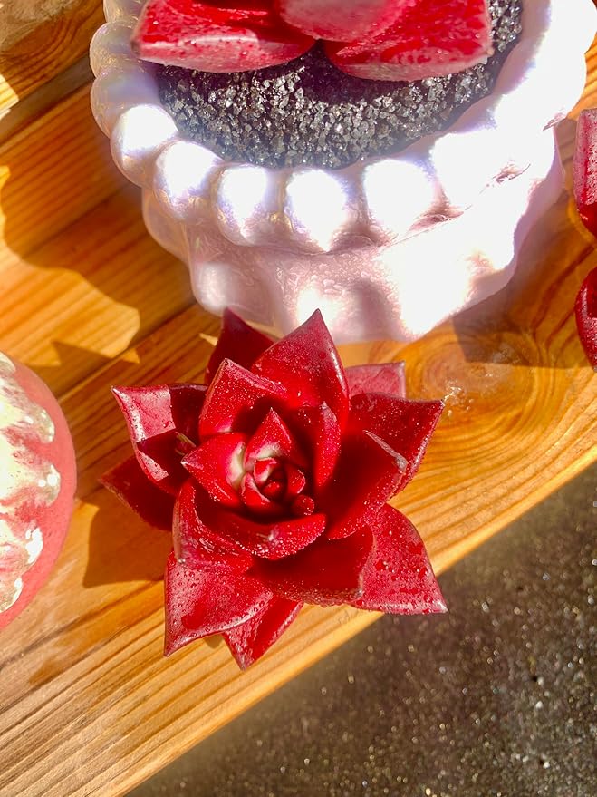 Echeveria Agavoides v Romeo Rubin Rare Live Succulent Plants, Red 1 Head 2.5" Live Plant, Package Without Pot Soil, Garden Indoor Office Desk, Wedding Party Baby Shower Decoration, Plant Lovers Gifts