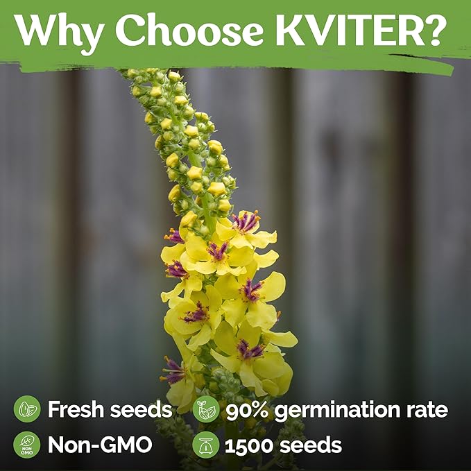 KVITER 1,500 Mullein Seeds for Planting (Verbascum Thapsus) – Mullein Herb, Heirloom Seed Non GMO Organic – Ideal for Herb Garden – US Grown Herbs Flower Seeds