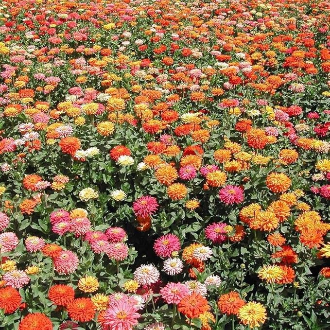 Park Seed Sow Effortless Collection Seed Tape – Giant Cactus Zinnia Mix, 15 Feet – Easy DIY Planting, Vibrant 4–5 Inch Blooms, Strong Stems for Cut Flowers, Quick Germination, No Thinning Required