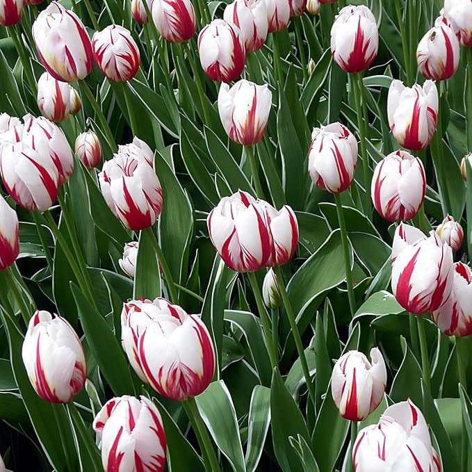 Mixed Sorbet Tulips โ 8 Bulbs | Pink, Red & White Perennial Flowers - Spring Blooming | Easy-to-Grow Rembrandt Tulips for Rock Gardens, Borders & Containers โ Zones 3โ8 | Butterfly & Bee Attracting