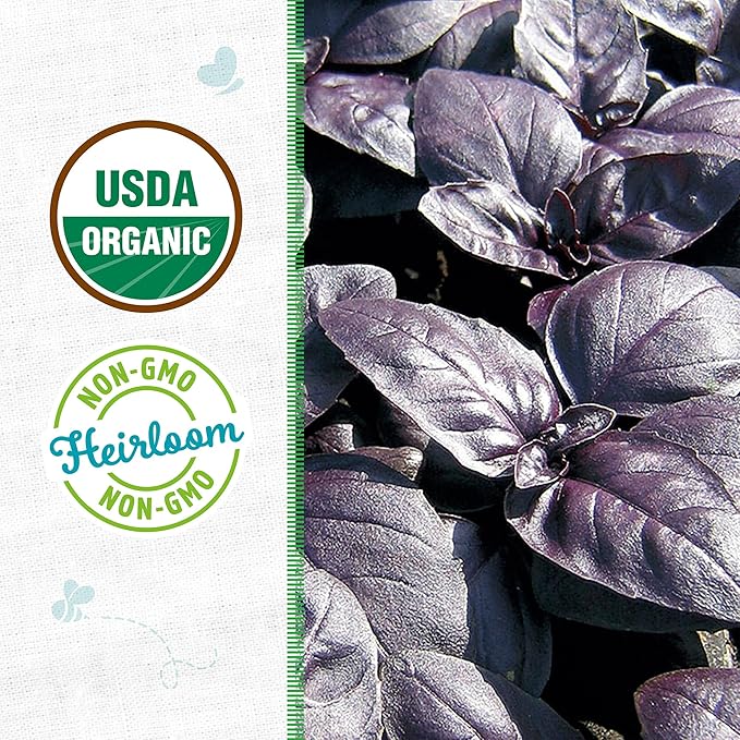 Back to The Roots 100% Organic Heirloom Seeds - Purple Red Basil Value Pack (600mg Total)