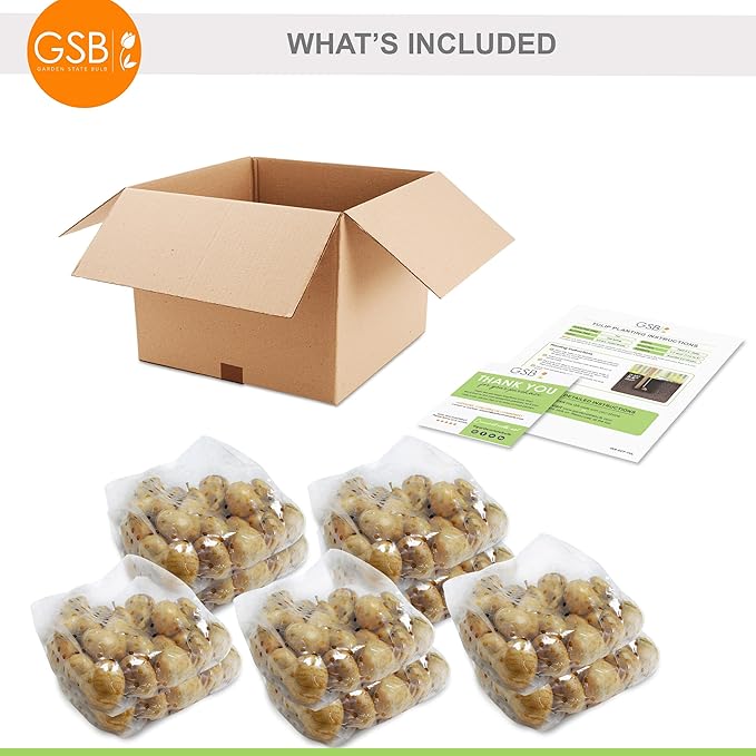 Garden State Bulb Fosteriana White Emperor Tulip Flower Bulbs, 12/+ cm, Fall Planting (Bag of 250)