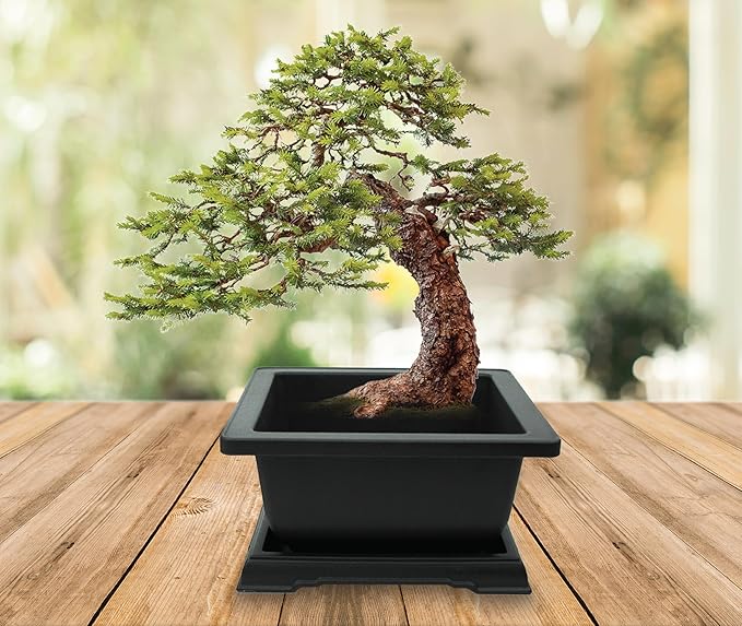 BUZZY Seeds Bonsai Starter Kit, Norway Spruce, Complete Indoor Gardening Gift, DIY Mini Tree Project, Soothing Indoor Hobby for Home or Office, Fun Stocking Stuffer, Housewarming Present